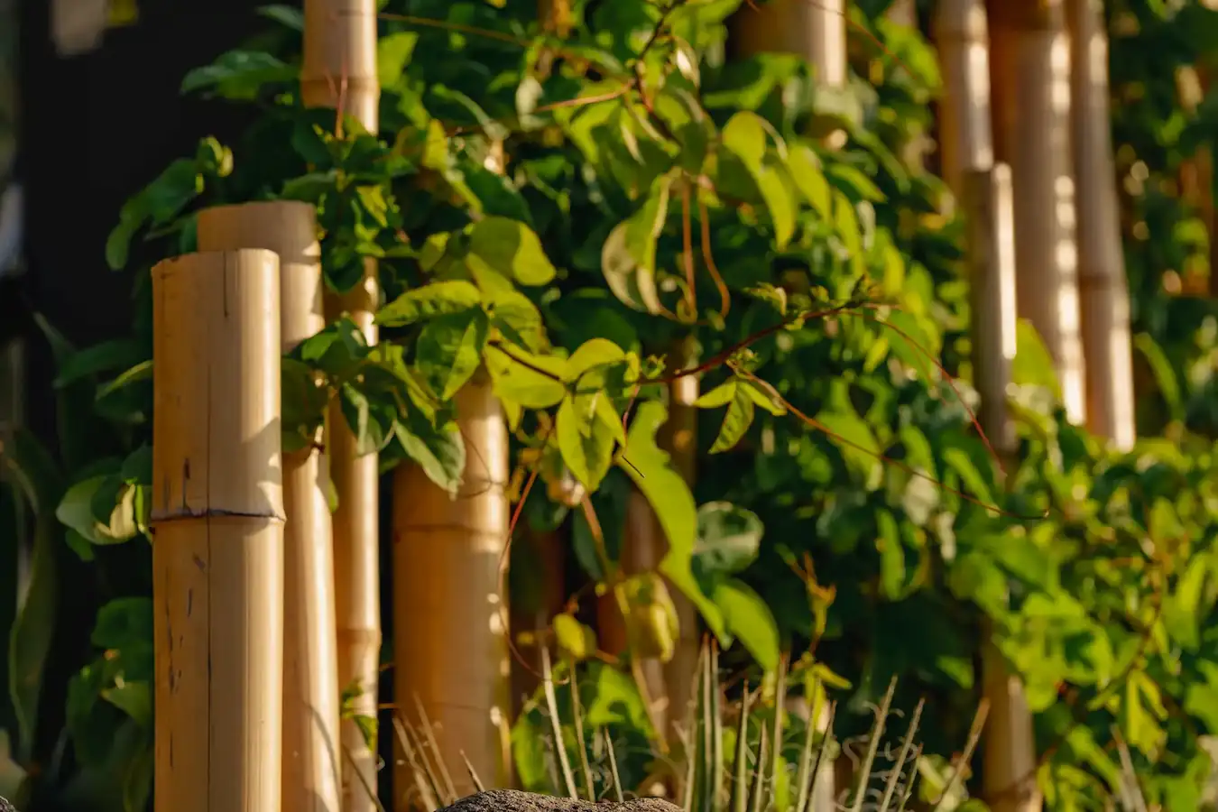 Imagen de fondo con plantas y cañas para el hero.