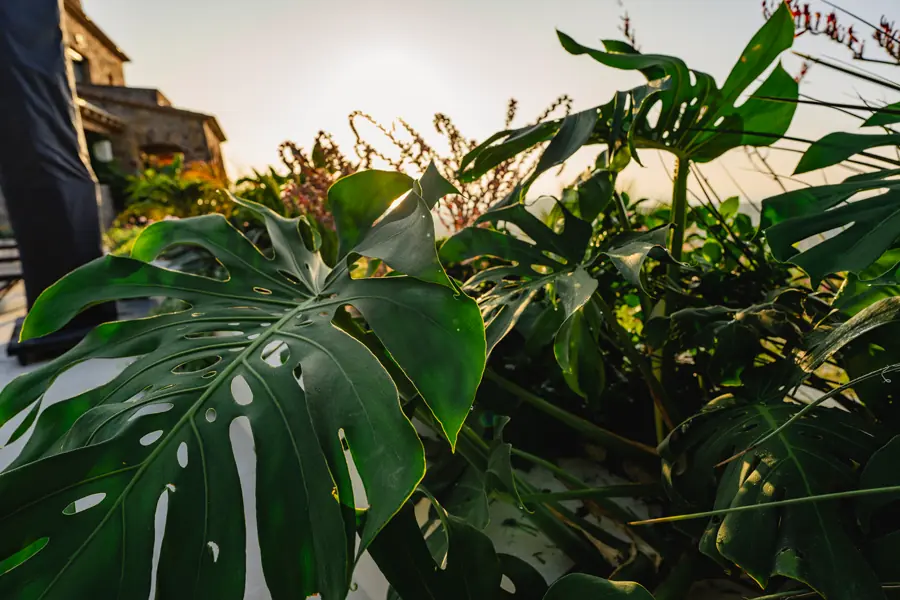 Hoja grande de monstera con perforaciones características, rodeada de vegetación tropical y un ambiente iluminado por el sol.