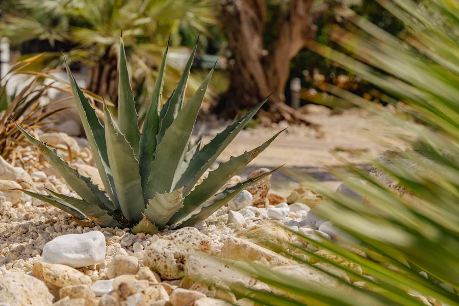 Planta de agave creciendo en un suelo arenoso con pequeñas piedras y vegetación seca alrededor, evocando un paisaje desértico.