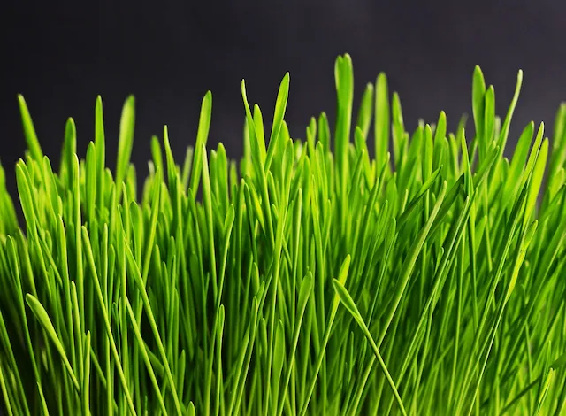 Imagen del catálogo de césped