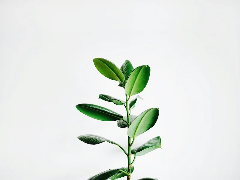 Planta de hojas verdes sobre un fondo blanco minimalista.